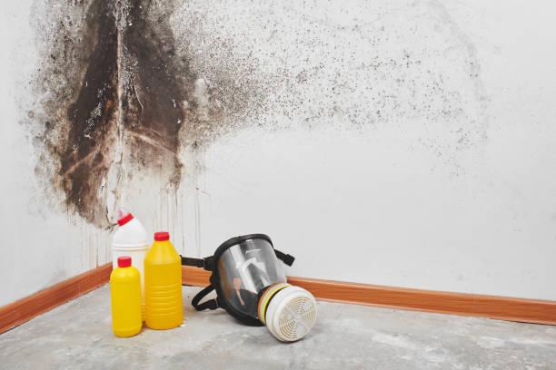 Best Mold Damage Repair  in Fredericksburg, PA