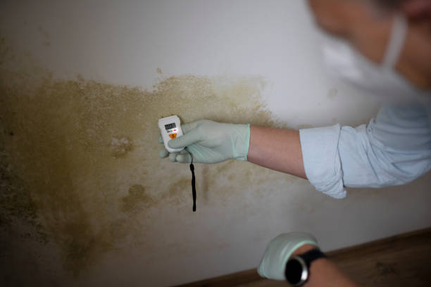 Best Same-Day Mold Removal  in Fredericksburg, PA