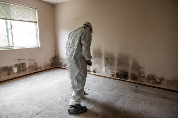 Best Attic Mold Removal  in Fredericksburg, PA