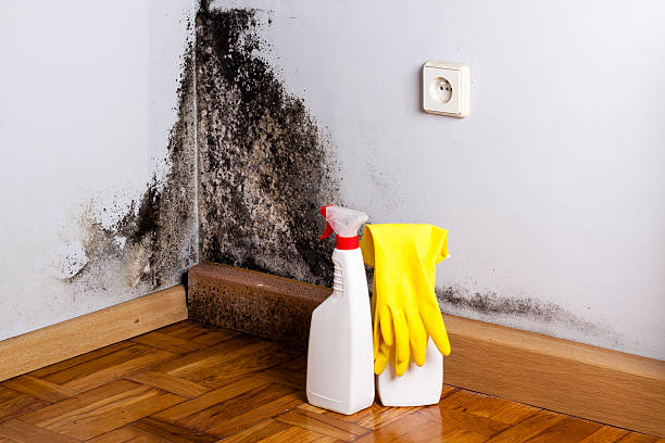 Best Mold Damage Repair  in Fredericksburg, PA