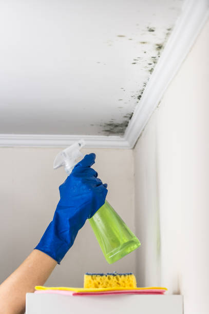 Best Affordable Mold Removal  in Fredericksburg, PA